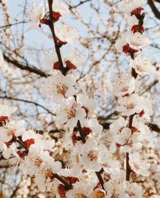 piękny ogród na wiosnę