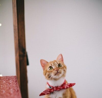 Dzień kota – prezent dla miłośników! dzień kota