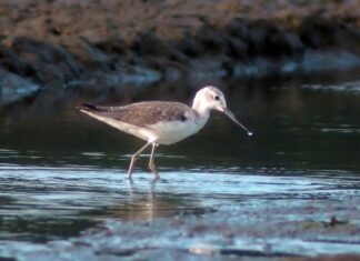 Co to jest cholewką? Co to jest cholewką?
