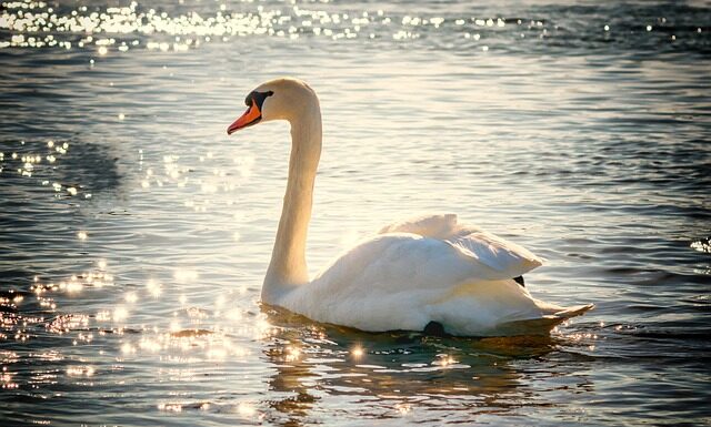 Jak długo nosić welon? Jak długo nosić welon?