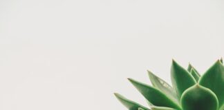 Ile kosztuje dekoracja sali weselnej 2023?