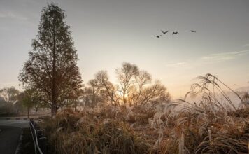 Ile daje się na wesele jako gość?