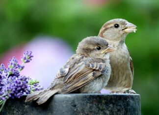 Jak zapinać pasy w ciąży bez adaptera?
