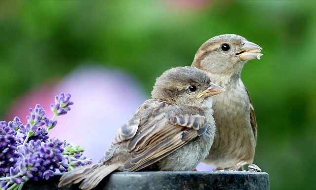 Jak zapinać pasy w ciąży bez adaptera? Jak zapinać pasy w ciąży bez adaptera?