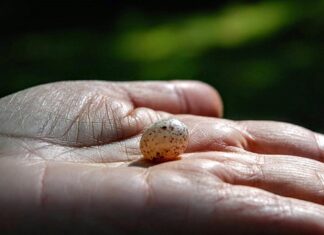 Kto nosi czerwona nitkę na nadgarstku?