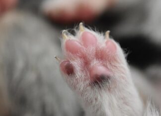 Dlaczego mam chude nadgarstki?