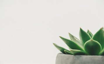 Kiedy robi się dekoracje sali weselnej? Kiedy robi się dekoracje sali weselnej?