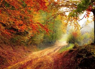 Czy w lesie można znaleźć minerały? Czy w lesie można znaleźć minerały?