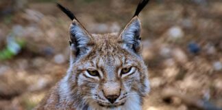 Jak usunąć rysy z zegarka domowym sposobem?