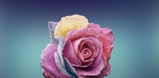 Czym się różni t shirt damski od męskiego?