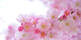 Co znaczy różowy kolor bransoletki?