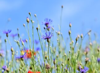 Dlaczego guziki w ubraniach damskich i męskich są po przeciwnych stronach? Dlaczego guziki w ubraniach damskich i męskich są po przeciwnych stronach?
