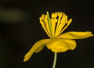Jaki rozmiar jest większy xs czy S? Jaki rozmiar jest większy xs czy S?