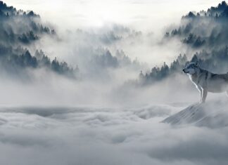 Jaka gramatura bluzy na zimę? Jaka gramatura bluzy na zimę?